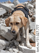 Search and rescue dog looking for survivors in rubble. Стоковое AI-изображение, AI-художник Юрий Поздников / Фотобанк Лори