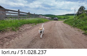 A small white dog in the countryside. Стоковое видео, видеограф Виктор Тихонов / Фотобанк Лори