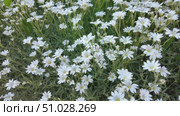 Wildflowers on a sunny summer day. Стоковое видео, видеограф Виктор Тихонов / Фотобанк Лори