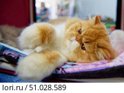 A long-haired persian white-red cat with orange eyes lies on its side on a colored rug. Стоковое фото, фотограф Екатерина Лызлова / Фотобанк Лори