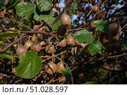 Bunches of ripe kiwi fruits hang on the branches of the bush. Стоковое фото, фотограф Екатерина Лызлова / Фотобанк Лори
