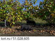 Two black pigs graze under yellowing kiwi bushes. Стоковое фото, фотограф Екатерина Лызлова / Фотобанк Лори