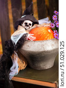 The Halloween skeleton hugged a magic pot with a pumpkin. Стоковое фото, фотограф Лазаренко Светлана / Фотобанк Лори