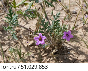 Hoary-leaved, Heron's-bill (lat.- erodium crassifolium) Стоковое фото, фотограф Irina Opachevsky / Фотобанк Лори
