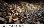 Macro shot of leaves and organic matter decomposing. Recycling of waste, zero waste production, preservation of the ecology of the Earth. Стоковое AI-изображение, AI-художник ALLA YURTAYEVA / Фотобанк Лори