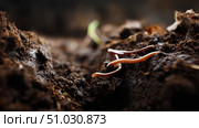 Red earthworm on organic soil, humus, compost. Vermicomposting, vermiculture, homemade worm composting. Kitchen and garden waste leftovers to nutrient-rich fertilizer. Close up. Стоковое AI-изображение, AI-художник ALLA YURTAYEVA / Фотобанк Лори