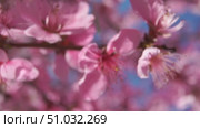 Flowers Pink Blossoms Springtime - Close-up of delicate pink blossoms during springtime, showcasing the beauty of nature's vibrant colors. Стоковое видео, видеограф svetograph / Фотобанк Лори