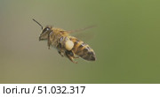 Honey bee fly in a super slow motion. Shot on super slow motion camera 1600 fps. Bees are best known to humans for their ecological roles as pollinators. Стоковое видео, видеограф Андрей Армягов / Фотобанк Лори