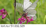 Mating of butterflies. Butterfly Aporia crataegi, the black-veined white, is a large butterfly of the family Pieridae. Стоковое видео, видеограф Андрей Армягов / Фотобанк Лори