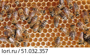 Honey Bees working on honeycomb close-up shot. Bees are best known to humans for their ecological roles as pollinators. Стоковое видео, видеограф Андрей Армягов / Фотобанк Лори