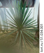 Yucca plant with sharp leaves in a natural style in green and white colors representing home gardening and nature. Стоковое фото, фотограф Елена Высокова / Фотобанк Лори