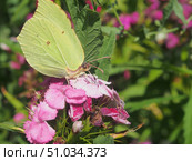 A butterfly with yellow wings sits on a flower and drinks nectar. Стоковое фото, фотограф Олег Тараканов / Фотобанк Лори