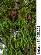 A close-up of the epiphytic Platycerium (Staghorn) plant in a hanging basket among tropical greenery. The bright green, lobed leaves hang down, while the brown, scaly bases contrast with the rich foliage. The background of softly blurred trees and foliage highlights the exotic beauty of the plant. Стоковое фото, фотограф Анна Кривицкая / Фотобанк Лори