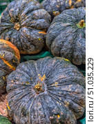 Close-up of ripe pumpkins with dark green and slightly uneven skins, laid out on a counter. The surface of the fruits is covered with natural inclusions and traces of the harvest, which emphasizes their naturalness and freshness. The photo conveys the texture and rich natural colors of the vegetables, creating a feeling of the autumn harvest and farm produce. Стоковое фото, фотограф Анна Кривицкая / Фотобанк Лори