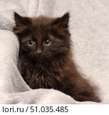 A cute fluffy black kitten sits on a soft gray blanket. His big eyes look forward attentively, and his slightly disheveled fur makes him even more charming. Стоковое фото, фотограф Анна Кривицкая / Фотобанк Лори