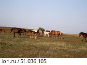 Табун возвращается с пастбища. Стоковое фото, фотограф Ольга Дубровская / Фотобанк Лори