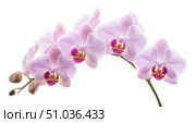 Elegant floral design element with pink orchid branch isolated on white background, beautiful phalaenopsis flower for spa, wellness or luxury beauty cosmetic concept. Стоковое фото, фотограф Павел Муравьев / Фотобанк Лори