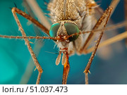 Close-up of mosquito head on blue background Macro photo Entomology and Animal Theme , malaria disease prevention. Стоковое AI-изображение, AI-художник Елена Гоосен / Фотобанк Лори