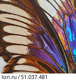 butterfly wings Papilio, closeup Abstract textured natural background Poster design. Стоковое AI-изображение, AI-художник Елена Гоосен / Фотобанк Лори