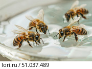 Honey bees drinking sweet water from a transparent petri dish World Bee Day , Biological ecological experiment , beekeeping. Стоковое AI-изображение, AI-художник Елена Гоосен / Фотобанк Лори