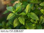 Vibrant green leaves growing on a branch in nature. Стоковое AI-изображение, AI-художник Иван Рябоконь / Фотобанк Лори