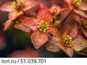 Ruffled reddish orange flowers blooming in spring. Стоковое AI-изображение, AI-художник Иван Рябоконь / Фотобанк Лори
