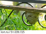 wasp nest in natural conditions with wasps flying out, summer day. Стоковое фото, фотограф ~✿Eлена Челышева(Кочина)✿~ / Фотобанк Лори