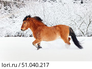Heavy draft horse walks in a snowy paddock on a winter day. Упряжная лошадь гуляет в заснеженной леваде на ферме зимним днем. Стоковое фото, фотограф Михаил Кондрашов / Фотобанк Лори