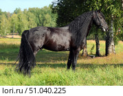 Beautiful black friesian horse portrait in the summer nature background. Портрет красивого вороного коня породы фриз на фоне летней зелени. Стоковое фото, фотограф Михаил Кондрашов / Фотобанк Лори