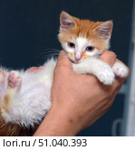Red and white kitten in human hands. Cute fluffy baby with a curious look, comfortably settled in the palm, symbolizes care, tenderness and friendship between a person and an animal. Стоковое фото, фотограф Анна Кривицкая / Фотобанк Лори