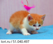 A small ginger and white kitten looks forward intently while standing on a blue surface. A toy with a pink feather hangs above him, which has caught his attention. In the background is a soft, blurred pink and lilac background. The scene conveys the kitten's moment of curiosity and concentration before playing. Стоковое фото, фотограф Анна Кривицкая / Фотобанк Лори