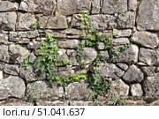 The background old, gray, stony wall with plant and roots. Стоковое фото, фотограф Татьяна Ляпи / Фотобанк Лори