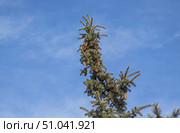 Красивые молодые жёлтые ёлочные шишки. Beautiful cones on a spruce branch. Стоковое фото, фотограф Татьяна Д / Фотобанк Лори
