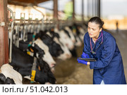 Asian woman working as a veterinarian in a cowshed and taking notes on a tablet. Стоковое фото, фотограф Яков Филимонов / Фотобанк Лори
