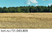 View from the side window of the car on a field of ripe yellow wheat, with several trees in the background. Стоковое видео, видеограф Ярославский Максим / Фотобанк Лори