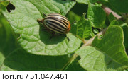 Colorado potato beetle leaves excrement on potato leaf. Pest invasion, insects on eaten damaged leaves. Стоковое видео, видеограф Мария Зубарева / Фотобанк Лори