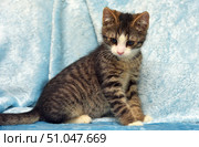 A cute little kitten with a brown-gray brindle coat and white paws sits against a soft blue background. It has expressive dark eyes, a pink nose and fluffy fur with a distinct striped pattern. The kitten is slightly turned to the side, looking down, which gives the frame a touching and tender feel. Soft lighting emphasizes the texture of the fur and the depth of the color, creating a cozy and warm atmosphere. Стоковое фото, фотограф Анна Кривицкая / Фотобанк Лори