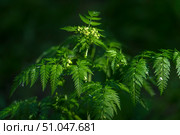 A close-up of a green plant with carved feathery leaves and small light green buds at the top. The background is darkened, which emphasizes the brightness and freshness of the foliage. Natural lighting creates soft highlights and shadows, conveying the texture and rich color of the plant in its natural environment. Стоковое фото, фотограф Анна Кривицкая / Фотобанк Лори