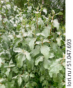 Лох серебристый (Elaeagnus commutata) – кустарник семейства Лоховые . Листья после дождя. Стоковое фото, фотограф Юрий Кирсанов / Фотобанк Лори