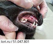 A close-up of the mouth of a black cat is shown, with its mouth opened by human hands in medical gloves. The animal's fangs, incisors and gums are clearly visible. Redness and inflammation are visible on the mucous membrane of the gum, which may indicate stomatitis or another oral disease. The contrast between the white teeth and dark fur emphasizes the anatomical details. The picture was taken in a clinical setting - a light floor and blurred outlines of the room are visible in the background. The image clearly records a veterinary manipulation aimed at examining the health of the cat's oral cavity. Стоковое фото, фотограф Анна Кривицкая / Фотобанк Лори