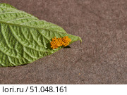 Colorado potato beetle eggs on a potato leaf are a danger to the crop. A close-up of eggs of a Colorado potato beetle on the underside of a leaf. Стоковое фото, фотограф Андрей Жигальцов / Фотобанк Лори