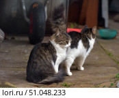 Two fluffy white and brindle domestic cats are positioned outside, standing on stone slabs. One of the cats is sitting, sideways to the camera, with its bushy tail raised and a wary gaze directed to the side. The other cat is standing nearby, but turned away, creating a sense of movement or interest in something off-camera. Elements of the yard are visible in the background - a garden wheelbarrow, a food bowl and blurred details of a utility room. The atmosphere of the scene conveys a rural or suburban life, and soft natural light highlights the texture of the animals' fur. Стоковое фото, фотограф Анна Кривицкая / Фотобанк Лори