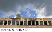 Дерево, выросшее на крыше заброшенного здания. Стоковое фото, фотограф Ави Христова / Фотобанк Лори