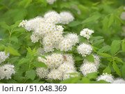 A close-up of a flowering shrub with delicate white inflorescences against a background of bright green foliage. Small flowers are collected in dense rounded inflorescences, each of which consists of many white petals with long thin stamens and yellow anthers. The background is softly blurred, which emphasizes the freshness and lightness of the composition. The image conveys the atmosphere of spring or early summer, filling the frame with a feeling of purity, freshness and natural harmony. Стоковое фото, фотограф Анна Кривицкая / Фотобанк Лори