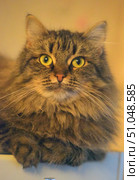Portrait of a fluffy domestic cat with luxurious long fur and bright yellow eyes. The cat has a warm brown-black brindle coat, expressive long whiskers and neat tassels on the ears. He lies with his paws tucked under him and looks straight into the camera, creating the effect of direct eye contact. The background is softly blurred and warm in color, which emphasizes the cozy atmosphere and beauty of the animal. Стоковое фото, фотограф Анна Кривицкая / Фотобанк Лори