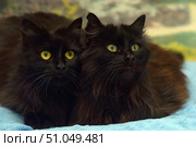 Two fluffy black cats with long, thick fur lie side by side on a blue blanket, looking intently in the same direction. Their large, expressive eyes - bright yellow and yellow-green - stand out against the dark fur, creating a striking contrast. Soft lighting highlights the volume and silky texture of the fur, and the blurred background with natural elements gives the photo a cozy atmosphere. The composition conveys a sense of closeness and mutual trust between the animals.Domestic long-haired cats, possibly a type close to a non-pedigree or a crossbreed with features of the Maine Coon or Siberian breed, but without clear breed standards. Стоковое фото, фотограф Анна Кривицкая / Фотобанк Лори