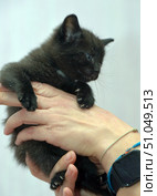 A close-up of a small black kitten with a white spot on its chest, being held gently in the hands. The kitten's paws with tiny claws rest lightly on the person's fingers, and its gaze is directed to the side, creating an impression of curiosity and alertness. The soft fur, neat whiskers and warm light emphasize the tenderness of the moment. A bracelet and smartwatch are visible on the person's wrist, adding a modern detail to the frame. The background is light and blurred, which highlights the kitten and hands, giving the picture a clean look and focus on the main thing. Стоковое фото, фотограф Анна Кривицкая / Фотобанк Лори