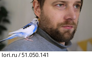Budgerigar playing with handsome man. Budgie. Funny blue purple parakeet sitting on owner head. Cute violet tamed bird having fun with people. Friendship, relationship with Pets. Cute domestic animals. Стоковое фото, фотограф Марина Демидюк / Фотобанк Лори
