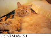 A ginger fluffy cat lying on its side on a soft surface, probably a bed or a sofa. The cat has long, thick fur, a soft fluffy tail, and a warm, rich color with a light striped pattern on its face and paws. The cat's eyes are slightly squinted, giving the impression that it is dozing or has just woken up. The background is blurred, which emphasizes the attention on the cat, and the soft, warm lighting gives the scene a cozy, homey atmosphere.A domestic longhair cat (possibly a Siberian or Maine Coon cross, color - ginger tabby). Стоковое фото, фотограф Анна Кривицкая / Фотобанк Лори