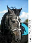 A close-up of the head of a grey horse in harness against a blue sky with light clouds. The horse is wearing a leather halter with a white braided decorative element, a black saddle and a turquoise saddle pad are visible on its back. Soft sunlight highlights the texture of the coat and the expressive look of the animal. The atmosphere of the frame conveys the calm and nobility of the horse, as well as the aesthetic beauty of equestrian sport. Стоковое фото, фотограф Анна Кривицкая / Фотобанк Лори